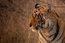 Ranthambore Tour Packages