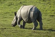Assam Tour Packages