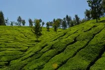 Munnar Tour Packages 