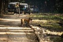 Jim Corbett Tour Packages