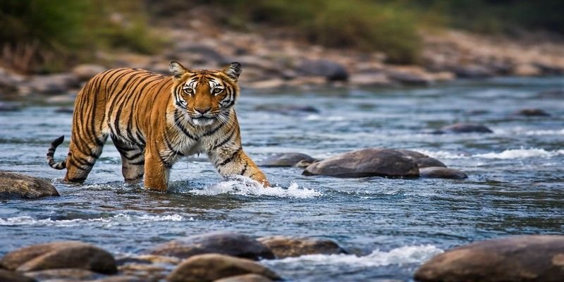 Jim Corbett Tour Package
