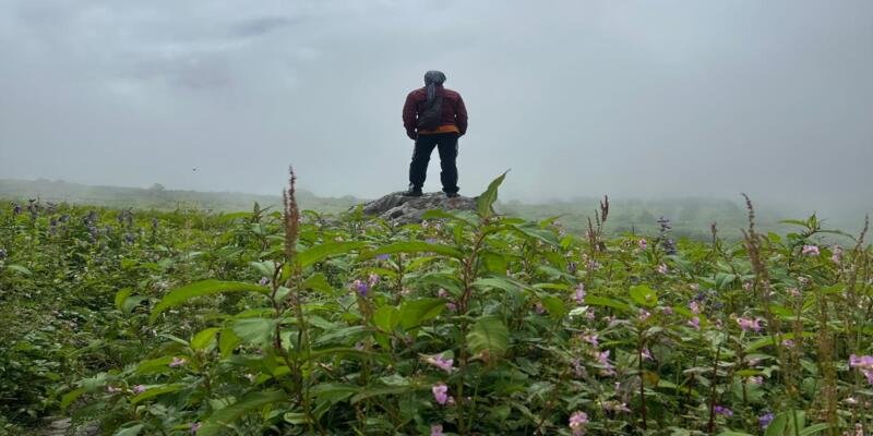 Valley of Flowers