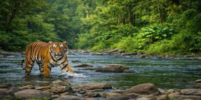 Wildlife in Uttarakhand